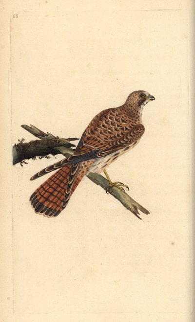 Faucon crécerelle, Falco tinnunculus, femelle - Edward Donovan