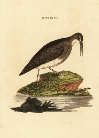 Bécasseau minuscule, Calidris minutilla - Edward Donovan