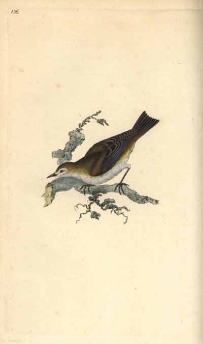 Fauvette babillarde, Sylvia curruca. Gravure à la main en cuivre dessinée et gravée par Edward Donovan de son propre « Histoire naturelle des oiseaux britanniques », Londres - Edward Donovan