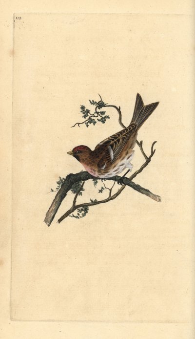 Sizerin cabaret, Carduelis cabaret. Gravure à la main en cuivre dessinée et gravée par Edward Donovan de son Histoire naturelle des oiseaux britanniques, Londres - Edward Donovan