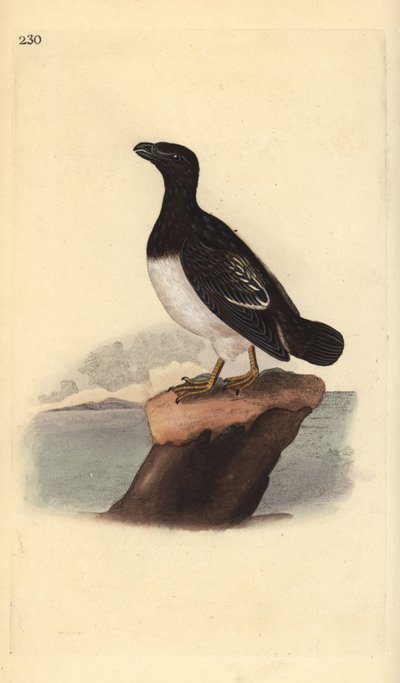 Petit pingouin ou mergule nain (femelle), All alle - Edward Donovan
