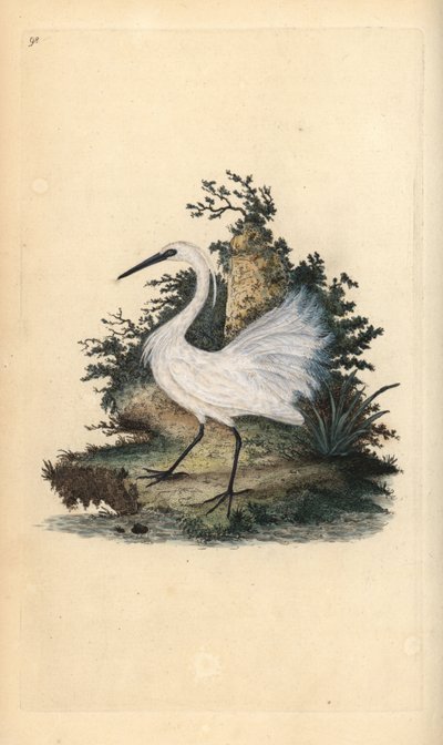 Aigrette garzette. Gravure à la main par Edward Donovan de son Histoire naturelle des oiseaux britanniques - Edward Donovan
