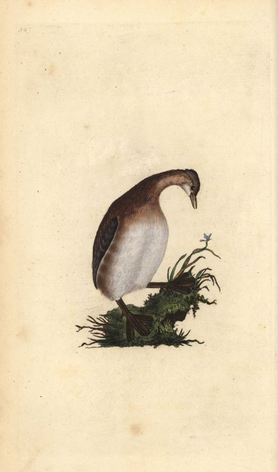 Grèbe castagneux, Tachybaptus ruficollis. Gravure à la main en cuivre dessinée et gravée par Edward Donovan de son propre Histoire naturelle des oiseaux britanniques, Londres - Edward Donovan