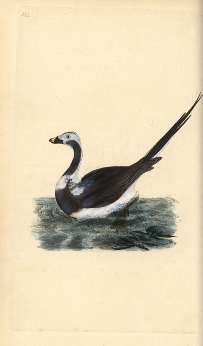 Harelde boréale, Clangula hyemalis. Vulnérable - Edward Donovan