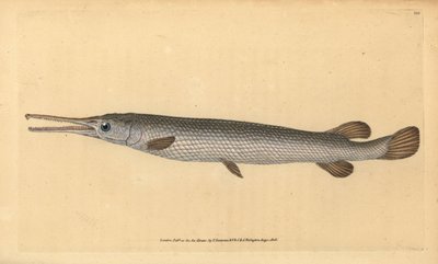Lépisosté osseux, Lepisosteus osseus - Edward Donovan
