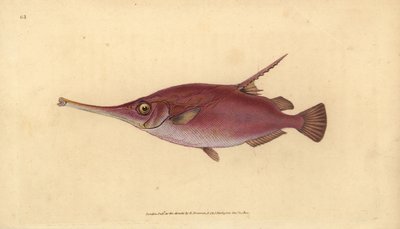 Poisson-trompette, Macroramphosus scolopax. Gravure à la main par Edward Donovan de son Histoire naturelle des poissons britanniques - Edward Donovan