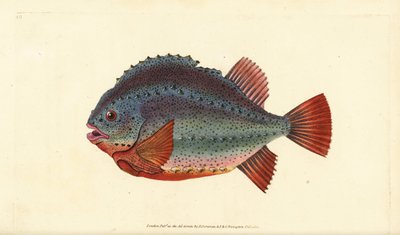 Cycloptère, Cyclopterus lumpus - Edward Donovan