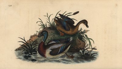 Canards colverts, Anas platyrhynchos, couple mâle et femelle - Edward Donovan