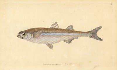 Athérine, Atherina hepsetus. Gravure à la main en cuivre dessinée et gravée par Edward Donovan de son Histoire naturelle des poissons britanniques, Donovan et F.C. et J. Rivington, Londres - Edward Donovan