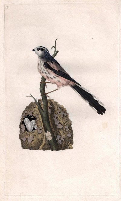 Mésange à longue queue, Aegithalos caudatus. Gravure en cuivre par Edward Donovan (1768-1837), publiée dans Histoire naturelle des oiseaux britanniques, Londres - Edward Donovan