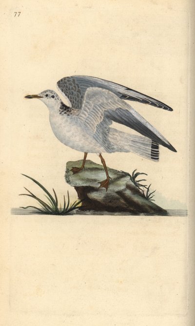 Goéland cendré, Larus canus - Edward Donovan