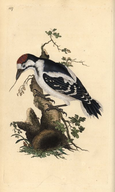Pic mar, Dendrocopos medius. Gravure à la main en cuivre dessinée et gravée par Edward Donovan de son propre « Histoire naturelle des oiseaux britanniques », Londres - Edward Donovan