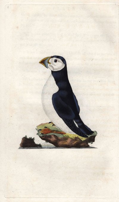 Macareux moine. Gravure sur cuivre par Edward Donovan, publiée dans Histoire naturelle des oiseaux britanniques - Edward Donovan
