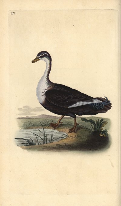 Canard musqué (variante), Cairina moschata. Gravure à la main en cuivre dessinée et gravée par Edward Donovan de son Histoire naturelle des oiseaux britanniques, Londres - Edward Donovan