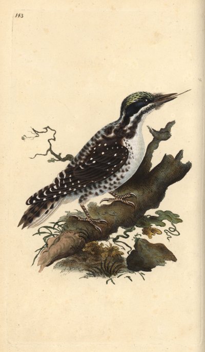 Pic tridactyle. Picoides tridactylus. Gravure à la main en cuivre dessinée et gravée par Edward Donovan de son propre "Histoire naturelle des oiseaux britanniques," Londres - Edward Donovan
