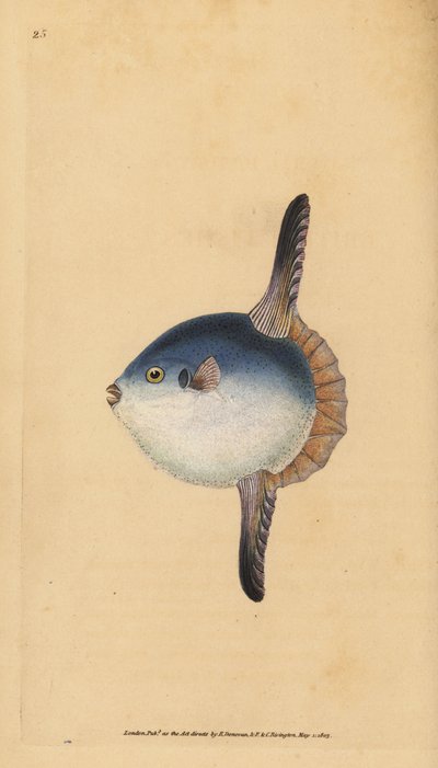 Poisson-lune, Mola mola. Vulnérable. (Poisson soleil, Tetrodon mola). Gravure à la main en cuivre dessinée et gravée par Edward Donovan de son Histoire naturelle des poissons britanniques, Donovan et F.C. et J. Rivington, Londres - Edward Donovan