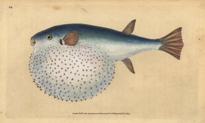 Poisson-globe océanique, Lagocephalus lagocephalus. Gravure à la main en cuivre colorée par Edward Donovan - Edward Donovan