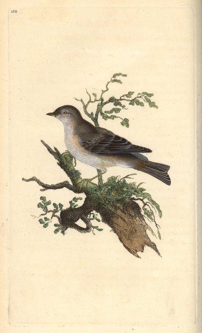 Fauvette orphée, Sylvia hydrtensis, ou fauvette à tête noire. Gravure à la main en cuivre dessinée et gravée par Edward Donovan de son propre "Histoire naturelle des oiseaux britanniques," Londres - Edward Donovan