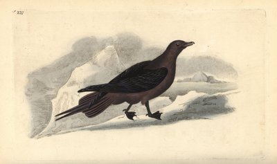Labbe parasite, Stercorarius parasiticus - Edward Donovan