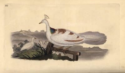 Pied de paon, Pavo cristatus, femelle avec jeunes - Edward Donovan