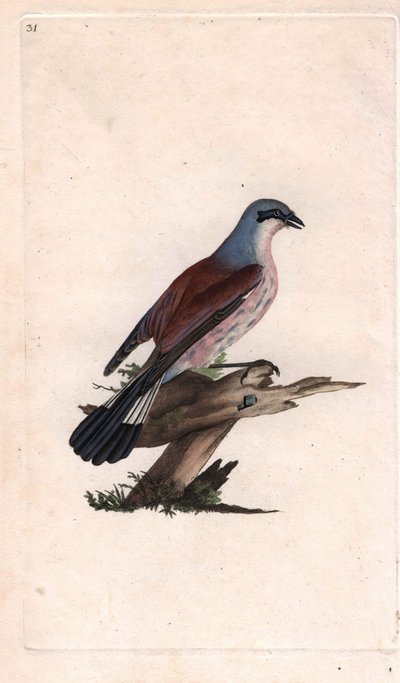 Pie-grièche écorcheur. Lanius collurio. Gravure en cuivre par Edward Donovan (1768-1837), publiée dans Histoire naturelle des oiseaux britanniques, Londres - Edward Donovan