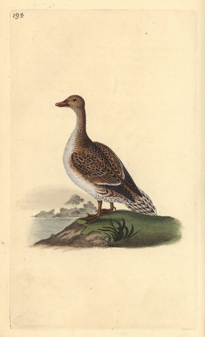 Canard pilet, Anas acuta, femelle - Edward Donovan