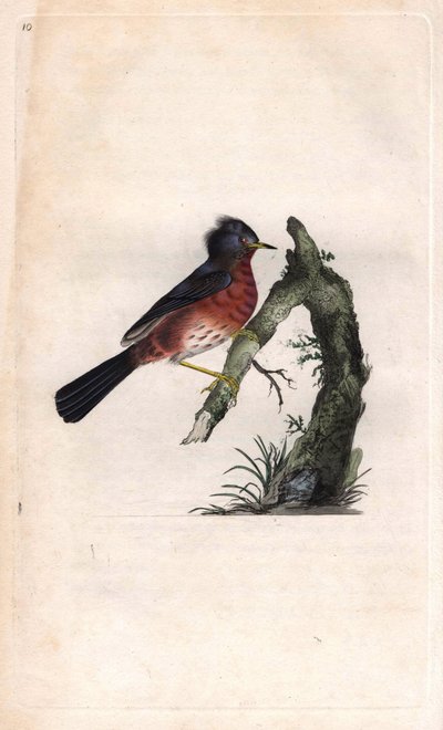 Fauvette pitchou. Sylvia undata (Sylvia dartfordiensis). Gravure sur cuivre publiée dans Histoire naturelle des oiseaux britanniques, Londres - Edward Donovan