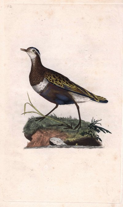 Pluvier. Eudromias morinellus. Gravure en cuivre par Edward Donovan (1768-1837), publiée dans Histoire naturelle des oiseaux britanniques, Londres - Edward Donovan