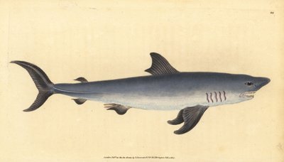 Requin-taupe commun, Lamna nasus. Vulnérable. Gravure à la main en cuivre dessinée et gravée par Edward Donovan de son Histoire naturelle des poissons britanniques, Donovan et F.C. et J. Rivington, Londres - Edward Donovan
