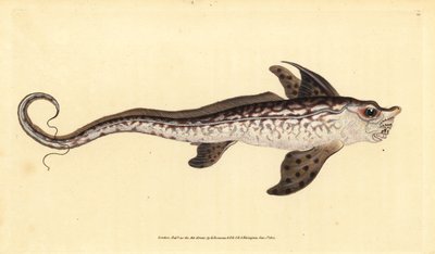 Poisson-lapin ou monstre marin, Chimaera monstrosa. Gravure à la main par Edward Donovan de son Histoire naturelle des poissons britanniques - Edward Donovan