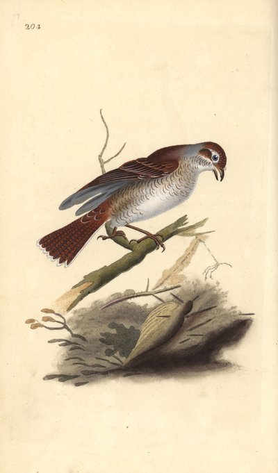 Pie-grièche écorcheur (femelle), Lanius collurio. Gravure à la main en cuivre dessinée et gravée par Edward Donovan de son propre « Histoire naturelle des oiseaux britanniques », Londres - Edward Donovan