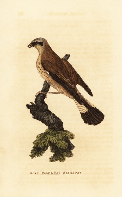 Pie-grièche écorcheur, Lanius collurio - Edward Donovan