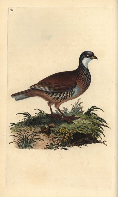 Perdrix rouge, Alectoris rufa - Edward Donovan
