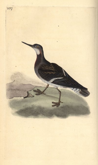 Phalarope à bec étroit, Phalaropus lobatus - Edward Donovan