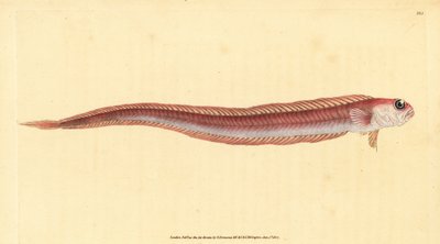 Cepola rubescens, Cepola macrophthalma - Edward Donovan