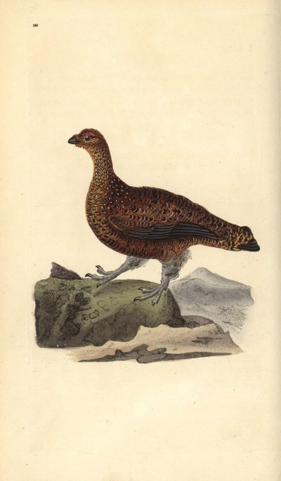 Lagopède d