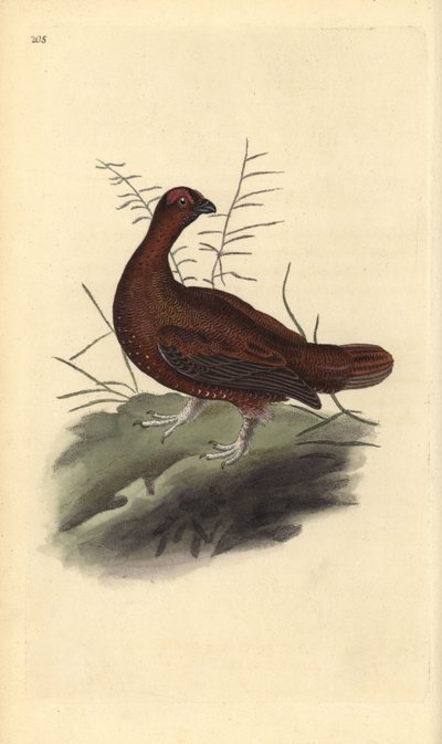 Lagopède d