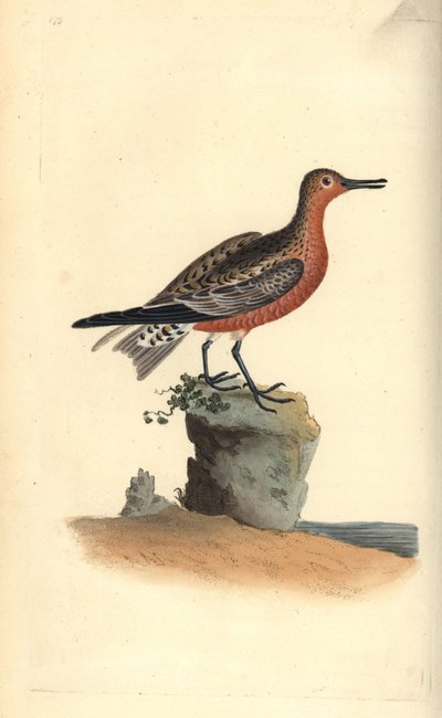 Bécasseau maubèche, Calidris canutus. Gravure à la main en cuivre dessinée et gravée par Edward Donovan de son propre "Histoire naturelle des oiseaux britanniques," Londres - Edward Donovan