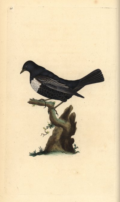 Merle à plastron, Turdus torquatus. Gravure à la main en cuivre dessinée et gravée par Edward Donovan de son propre Histoire naturelle des oiseaux britanniques, Londres - Edward Donovan