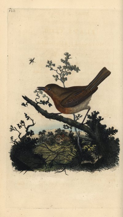 Rougegorge familier, Erithacus rubecula - Edward Donovan