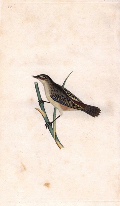 Phragmite des joncs, Acrocephalus schoenobaenus - Edward Donovan