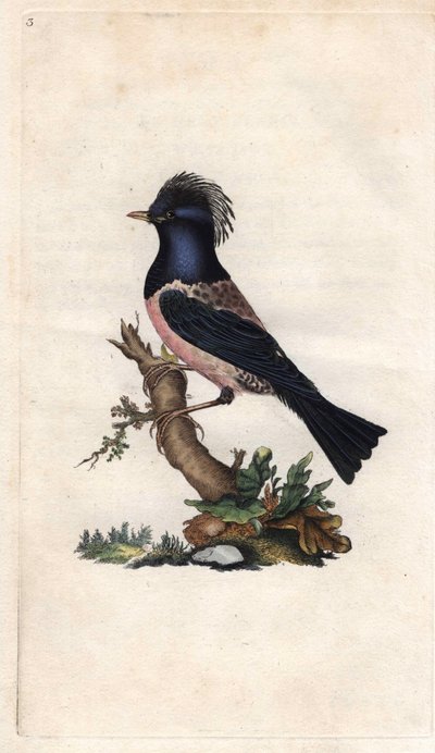 Étourneau roselin. Sturnus roseus. Gravure sur cuivre par Edward Donovan, publiée dans "Histoire naturelle des oiseaux britanniques" - Edward Donovan