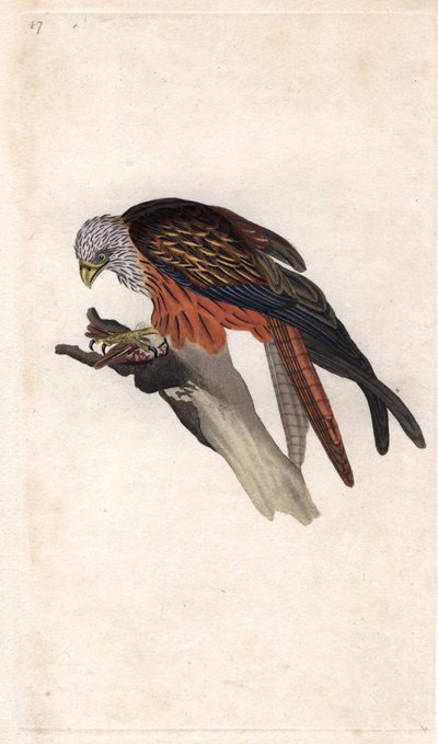 Milan royal, Milvus milvus - Edward Donovan
