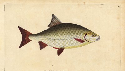 Rudd, Scardinius erythrophthalmus (Oeil rouge, Cyprinus erythrophthalmus). Gravure à la main en cuivre dessinée et gravée par Edward Donovan de son Histoire naturelle des poissons britanniques, Donovan et F.C. et J. Rivington, Londres - Edward Donovan