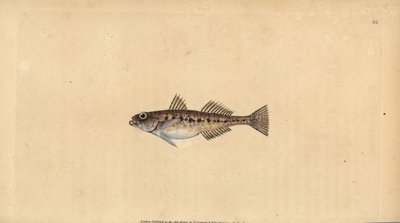 Gobie des sables, Pomatoschistus minutus (Gobie tacheté, Gobius minutus). Gravure à la main en cuivre dessinée et gravée par Edward Donovan de son Histoire naturelle des poissons britanniques, Donovan et F.C. et J. Rivington, Londres - Edward Donovan