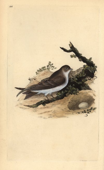 Hirondelle de rivage, Riparia riparia, avec nid et œuf. Gravure à la main en cuivre dessinée et gravée par Edward Donovan de son propre « Histoire naturelle des oiseaux britanniques » (1794-1819). Edward Donovan (1768-1837) était un zoologiste amateur angl - Edward Donovan