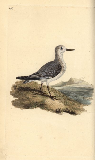 Bécasseau sanderling, Calidris alba. Gravure à la main en cuivre dessinée et gravée par Edward Donovan de son propre "Histoire naturelle des oiseaux britanniques," Londres - Edward Donovan