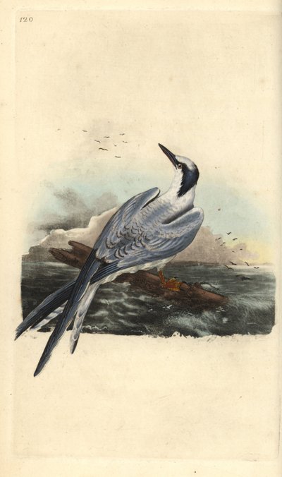 Sterne pierregarin, Thalasseus sandvicensis. Gravure à la main en cuivre dessinée et gravée par Edward Donovan de son propre « Histoire naturelle des oiseaux britanniques », Londres - Edward Donovan
