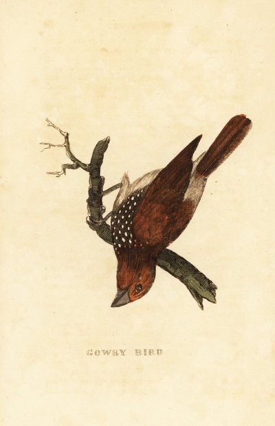 Capucin damier ou Capucin tacheté, Lonchura punctulata - Edward Donovan