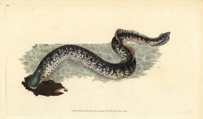 Lamproie marine, Petromyzon marinus (Lamproie marine ou tachetée) - Edward Donovan